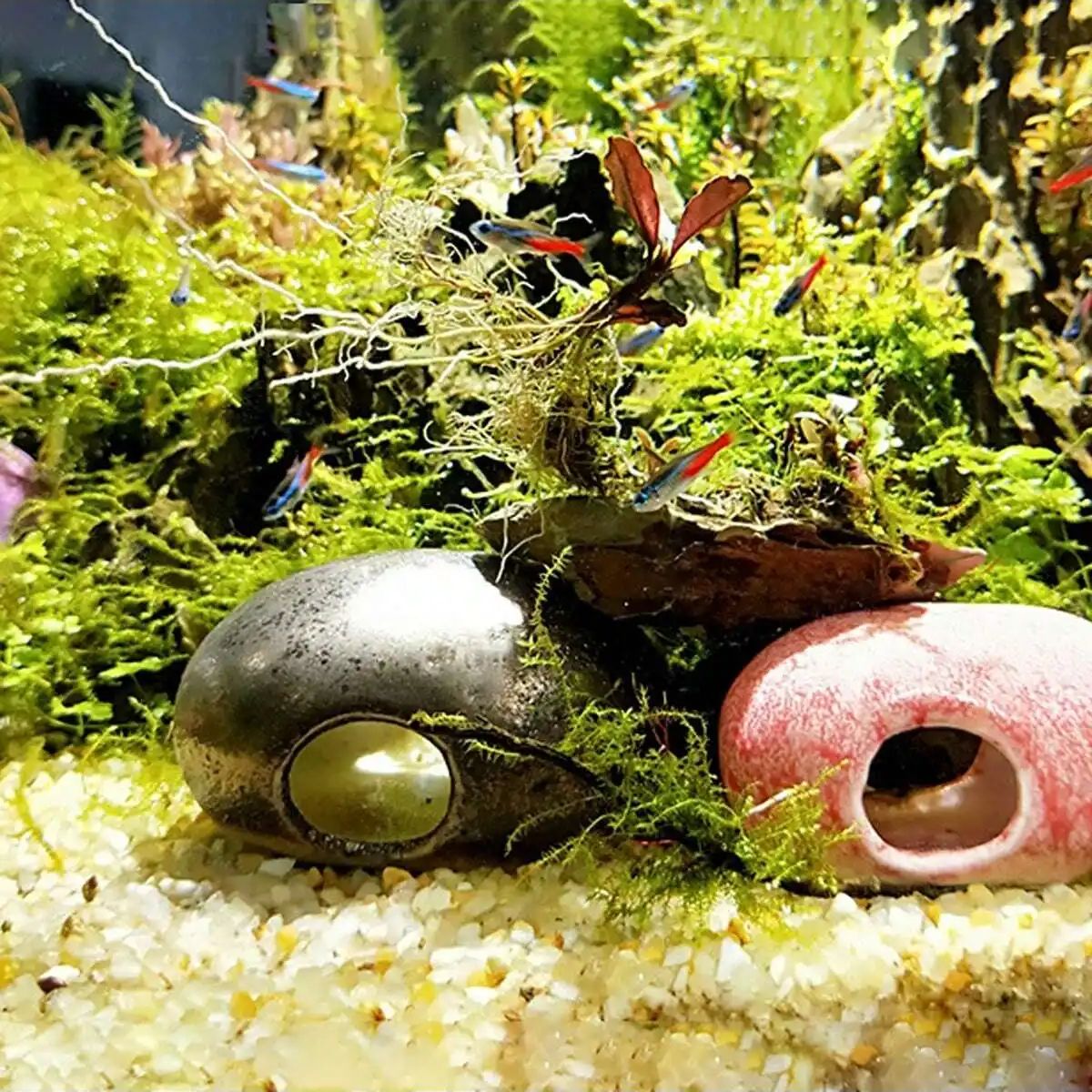 1pc-250g Natürliche Kristalle  – Aquarium Planted Soil Bewertung und Preis