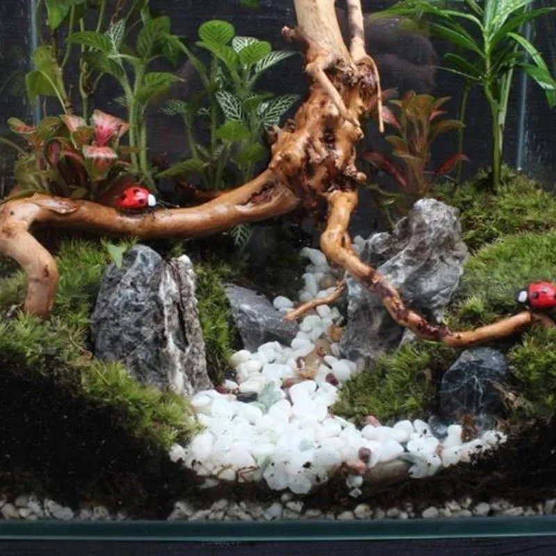 Natürlicher Baumstamm Treibhol – Aquarium Planted Soil Bewertung und Preis