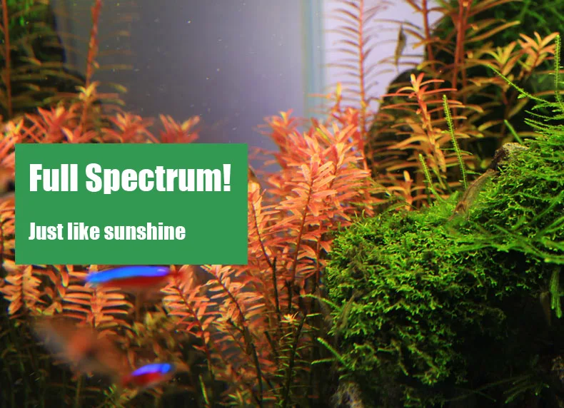 Spirituosen C-Serie ADA-Stil P – Aquarium Plant Ornament Bewertung und Preis