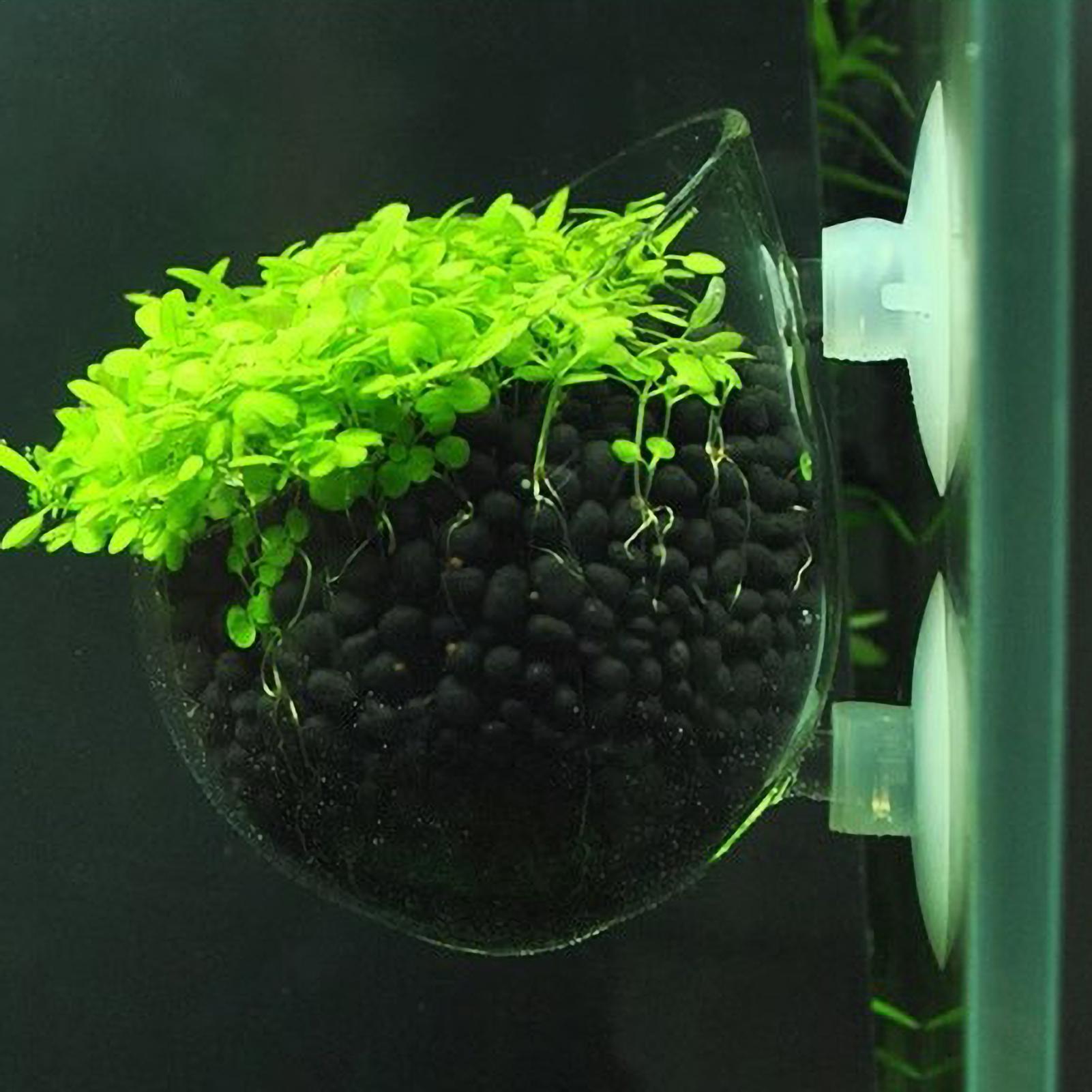 Aquarium-Glas-Pflanztopf mit S – Aquarium Plant Vine Bewertung und Preis