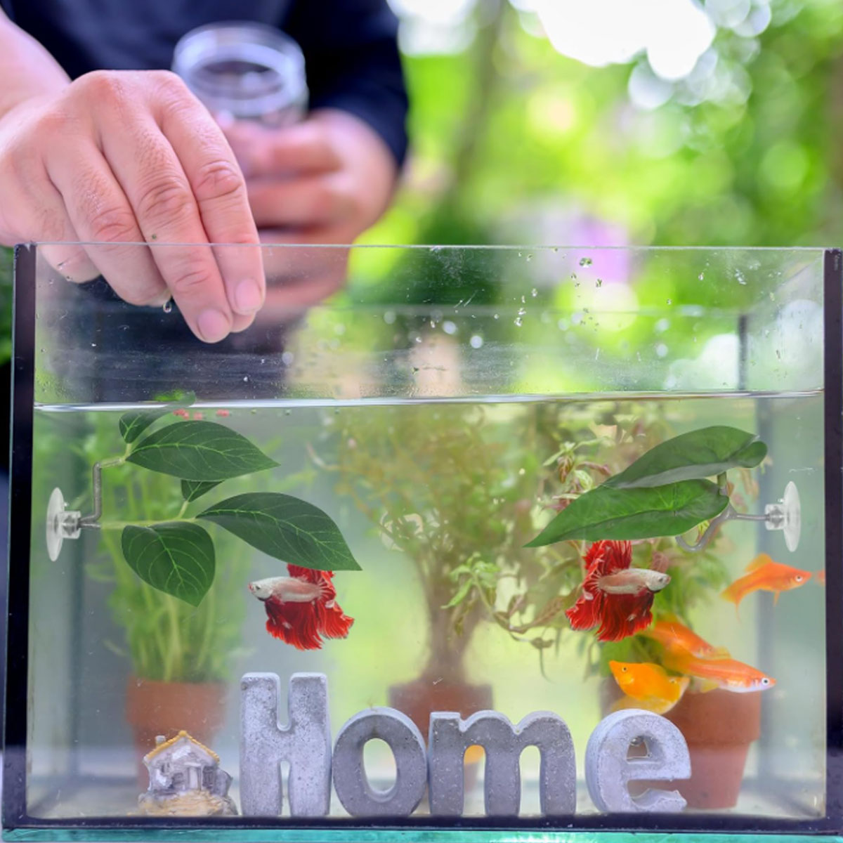 1 Stück Betta-Fisch-Hängematte – Aquarium Plant Ornament Bewertung und Preis