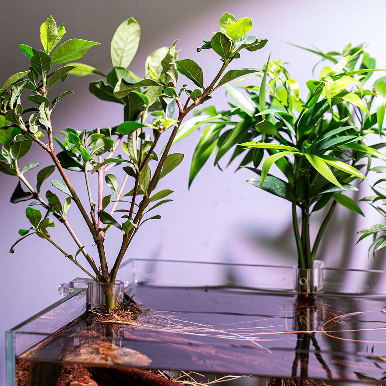 6 Stück Aquarium-Pflanzenhalte – Aquarium Plant Ornament Bewertung und Preis