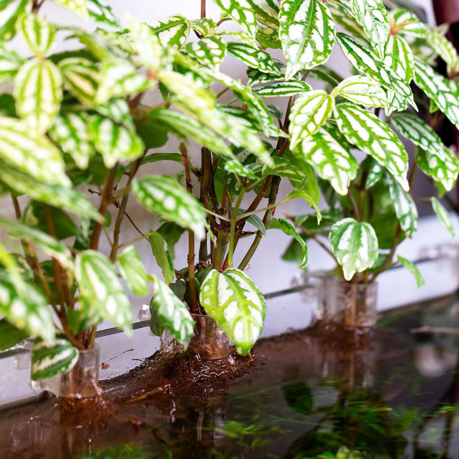 6 Stück Aquarium-Pflanzenhalte – Aquarium Plant Ornament Bewertung und Preis
